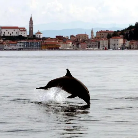 Apartman Carmen Piran